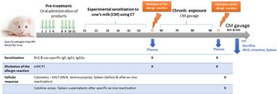 Administration of Extensive Hydrolysates From Caseins and Lactobacillus rhamnosus GG Probiotic Does Not Prevent Cow’s Milk Proteins Allergy in a Mouse Model